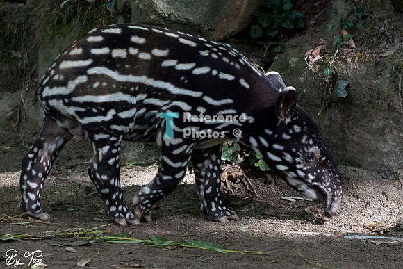Juvenile Malayan tapir