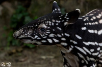 Juvenile Malayan tapir