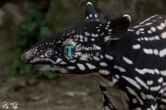 Juvenile Malayan tapir