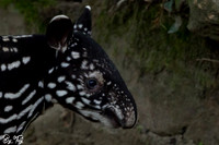 Juvenile Malayan tapir