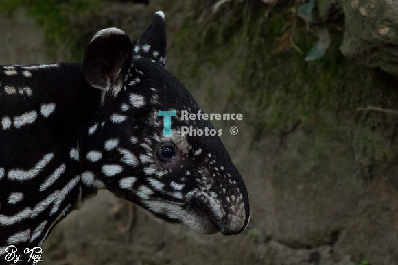 Juvenile Malayan tapir