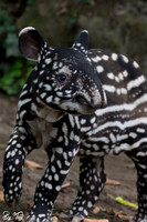 Juvenile Malayan tapir