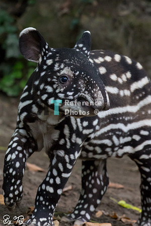 Juvenile Malayan tapir