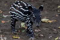 Juvenile Malayan tapir