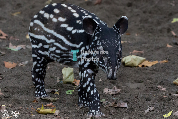 Juvenile Malayan tapir