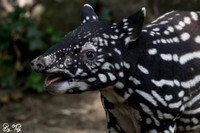 Juvenile Malayan tapir