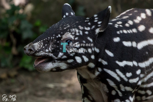 Juvenile Malayan tapir