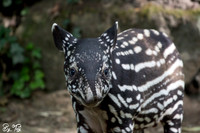 Juvenile Malayan tapir