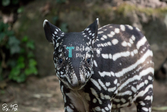 Juvenile Malayan tapir