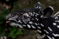 Juvenile Malayan tapir