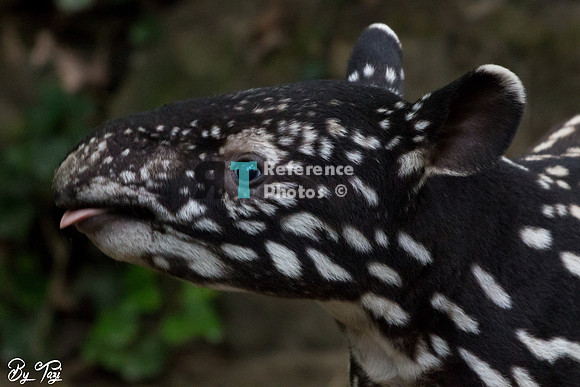 Juvenile Malayan tapir