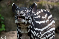 Juvenile Malayan tapir