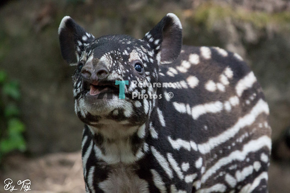 Juvenile Malayan tapir