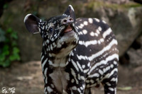 Juvenile Malayan tapir