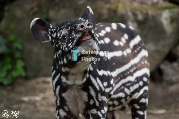 Juvenile Malayan tapir