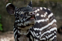 Juvenile Malayan tapir