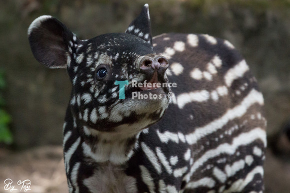 Juvenile Malayan tapir