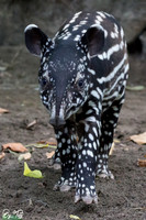 Juvenile Malayan tapir