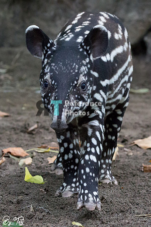 Juvenile Malayan tapir
