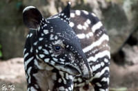 Juvenile Malayan tapir