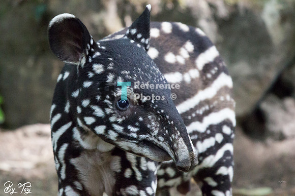 Juvenile Malayan tapir