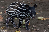 Various Asian Animals