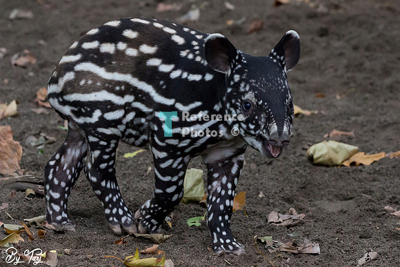 Juvenile Malayan tapir