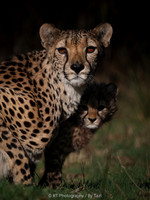 Cheetah with her cub