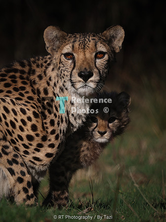 Cheetah with her cub