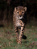 Cheetah walking towards the camera. (Quite grainy on the face, so slightly less detailed)