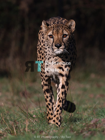 Cheetah walking towards the camera. (Quite grainy on the face, so slightly less detailed)