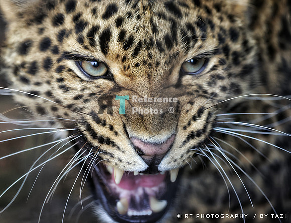 Hissing leopard