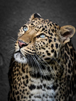 Leopard (cropped)