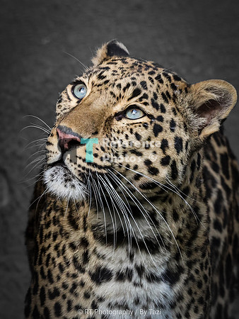Leopard (cropped)