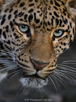 Leopard with blue eyes