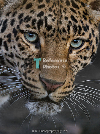 Leopard with blue eyes