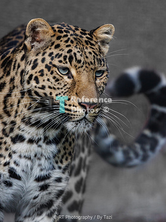 Leopard