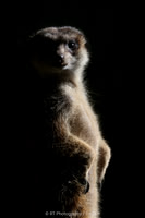 Meerkat