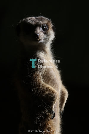Meerkat