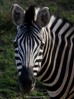 Zebra