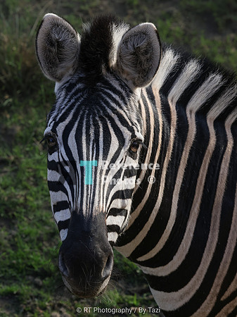 Zebra