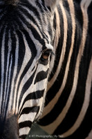 Zebra close up