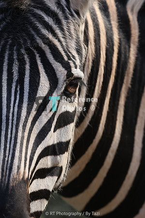 Zebra close up
