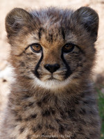 Cheetah cub (male)
