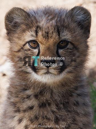 Cheetah cub (male)