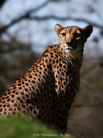 Cheetah