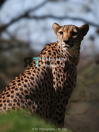 Cheetah
