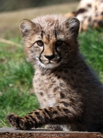 Cheetah cub (male)