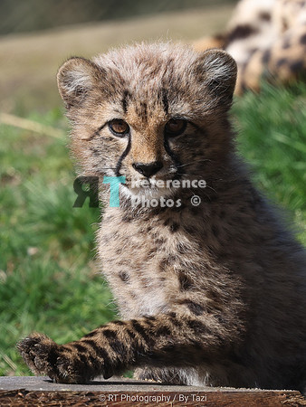 Cheetah cub (male)