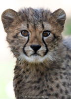 Cheetah cub (female)